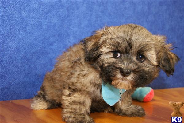 ADORABLE MALE HAVANESE PUPPY   Leroy Fhlug Havanese B2012828203440 